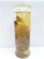 藏品(青葉鯛)的圖片